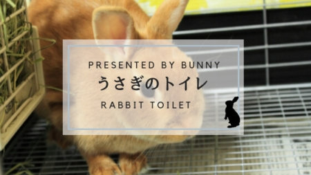 ウサギのトイレ