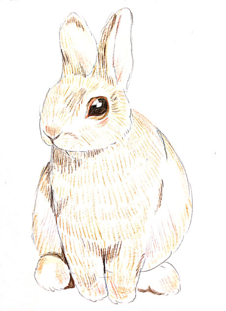 うさぎのイラストを手書きで描こう ゆる画verリアルver丸さえ書ければ完成 Bunnylover バニラバ