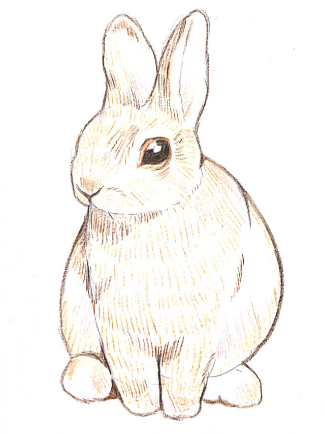 うさぎのイラストを手書きで描こう ゆる画verリアルver丸さえ書ければ完成 Bunnylover バニラバ